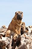 SHAR-PEI 293